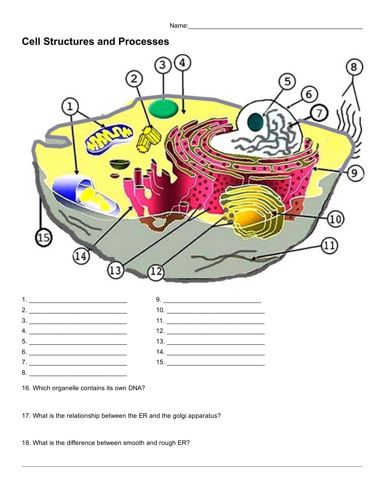 Animal And Plant Cell Labeling