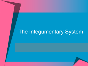 Integumentary System2