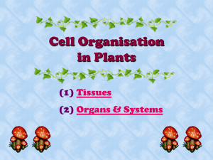 Cell-Organisation-in-Plants