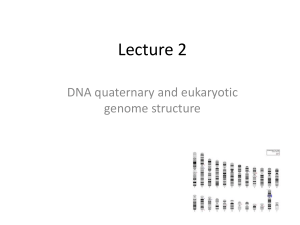 DNA Quaternary Structure & Eukaryotic Genome