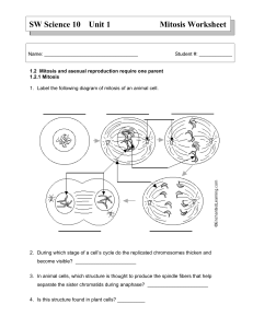 Mitosis worksheet (3)