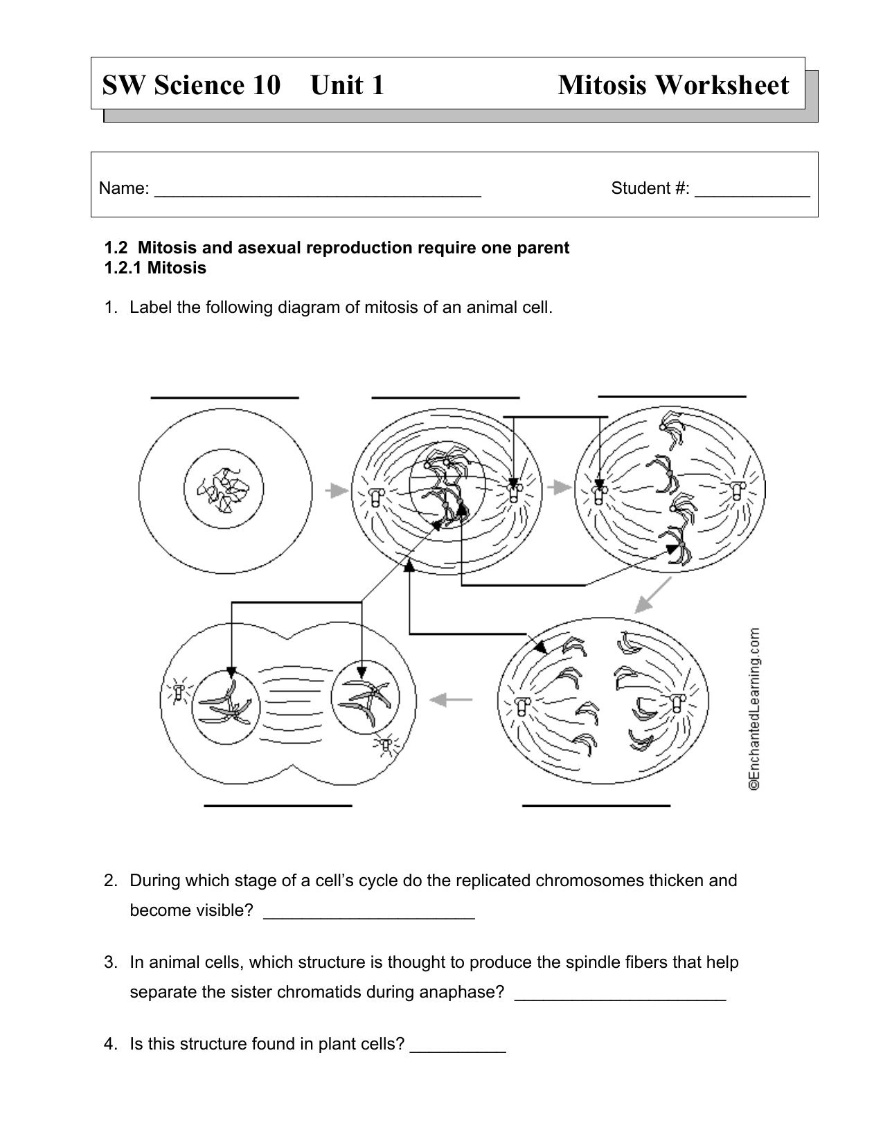 Mitosis Worksheet 3 