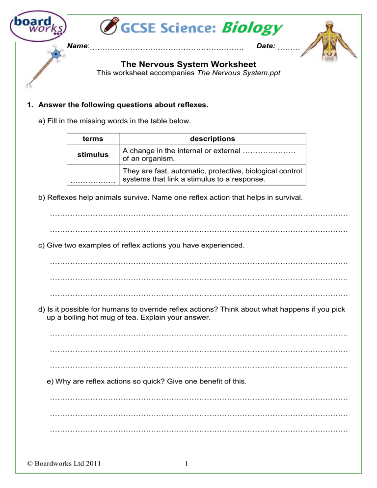 The Nervous System Worksheets