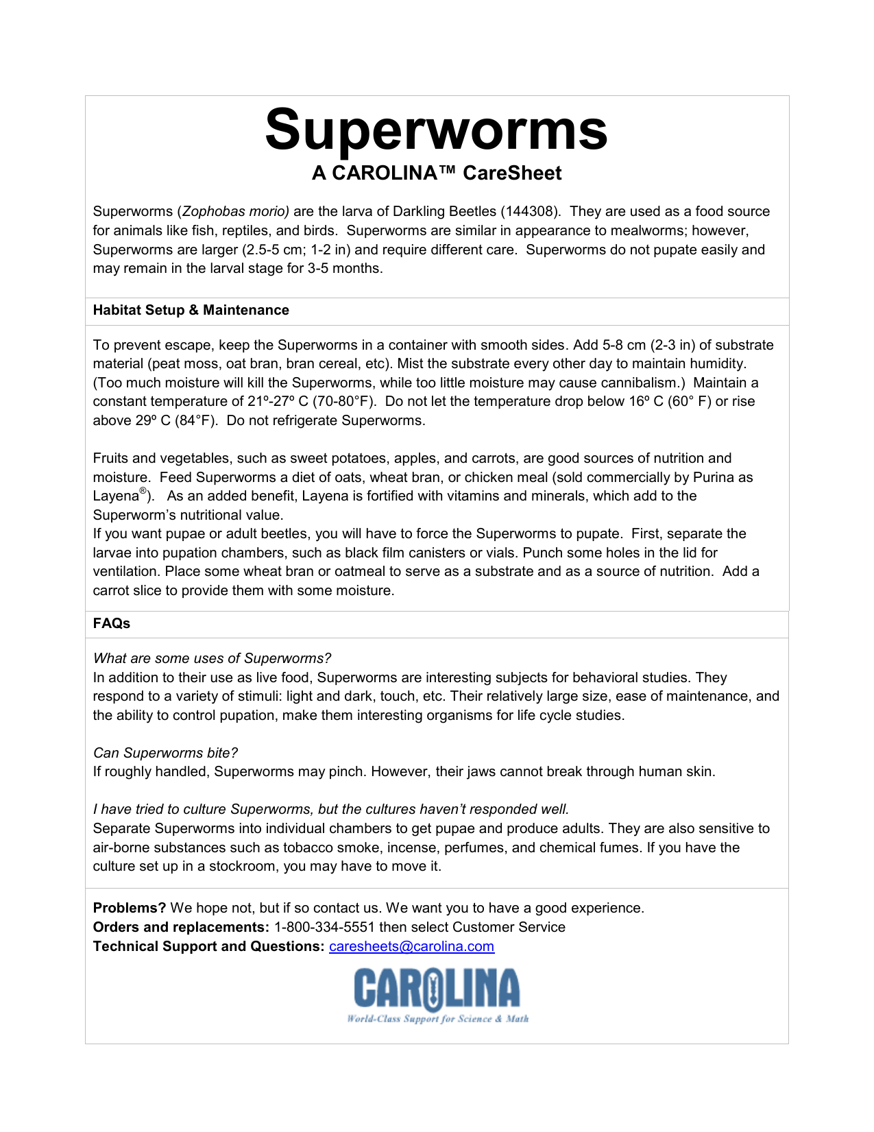Bite zophobas morio Super Worms