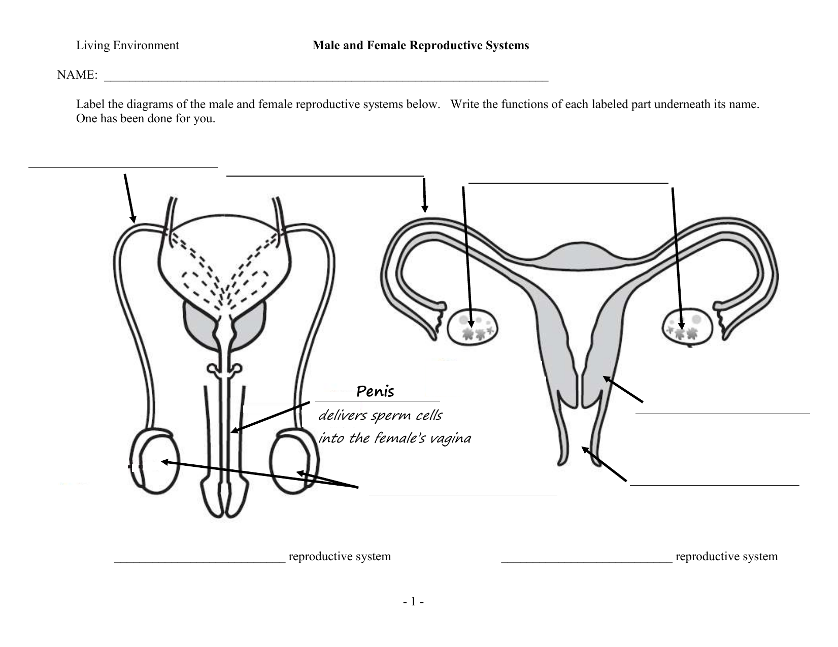 Male Female Reproductive worksheet Intended For The Female Reproductive System Worksheet