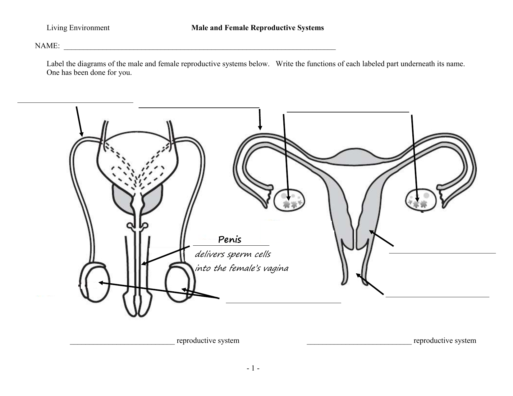 diagram-of-woman-parts-new-page-1-classroom-sdmesa-edu