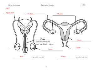Male Female Reproductive worksheet KEY