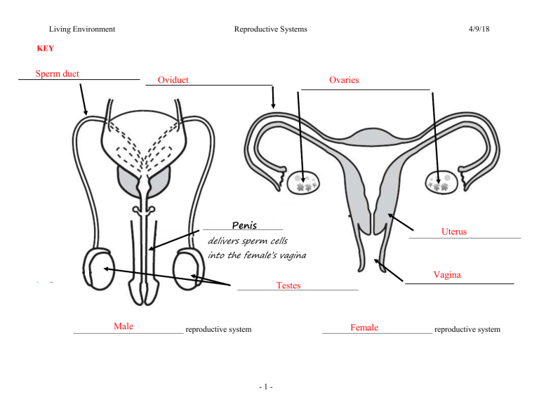 Chapter 16 The Reproductive System Answer Key 17 Pages Solution 2 8mb 