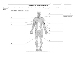 Quiz - Main Muscles