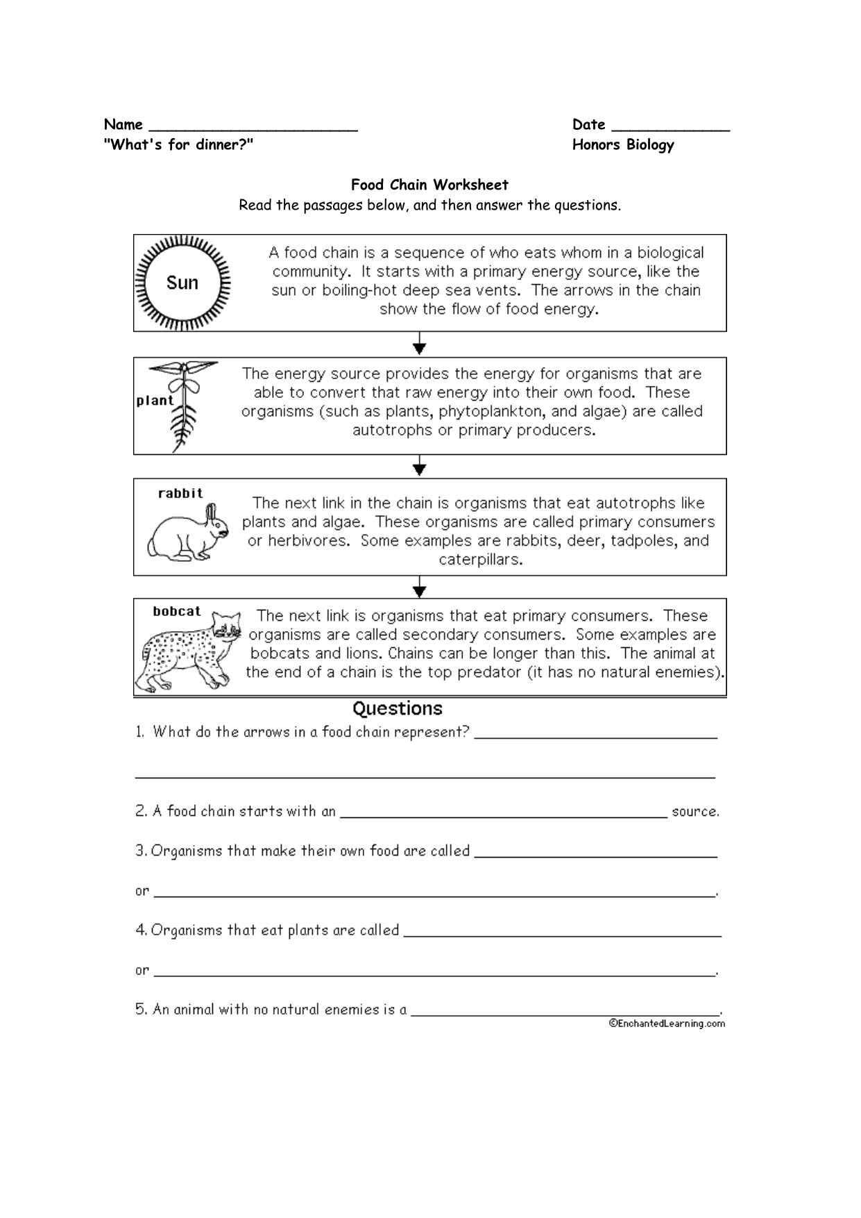 Food Chain and Food web Worksheets With Food Chain  Worksheet Answers