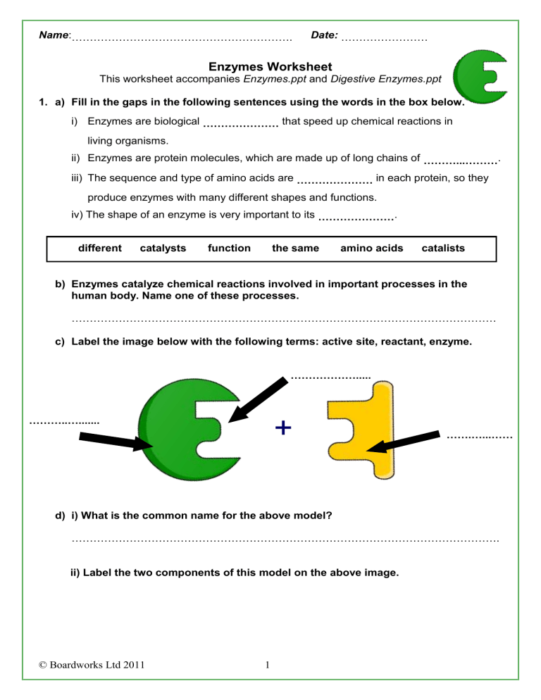enzyme structure worksheet