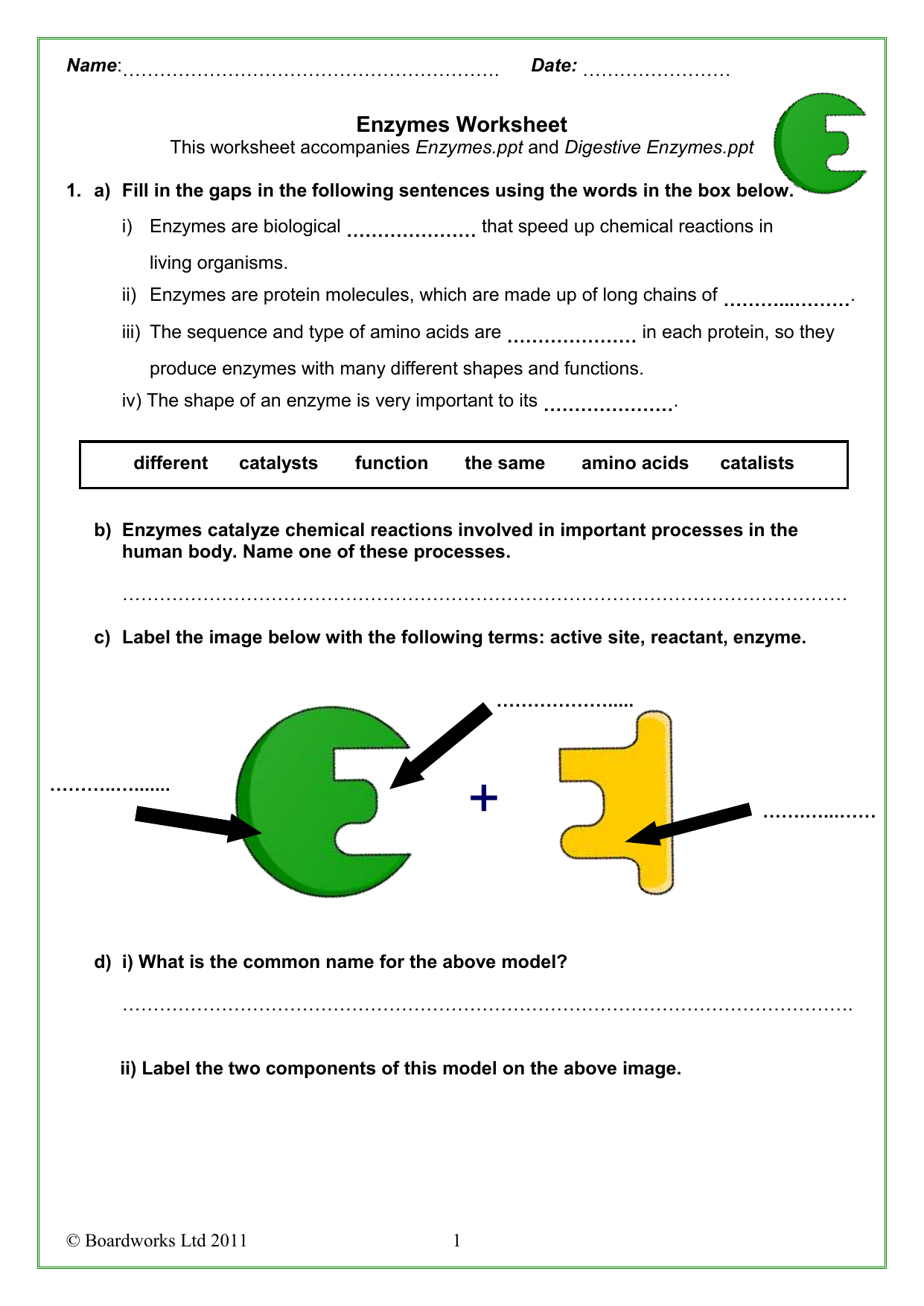 Enzyme Practice Worksheet Answers