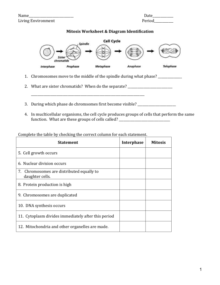 Mitosis Worksheet 1 