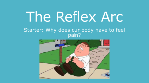 The Reflex Arc PPT