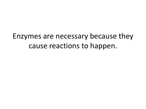 Biology Concepts: Enzymes, Metabolism, Photosynthesis & More