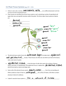 4.2 - Plant Tissues Systems handout
