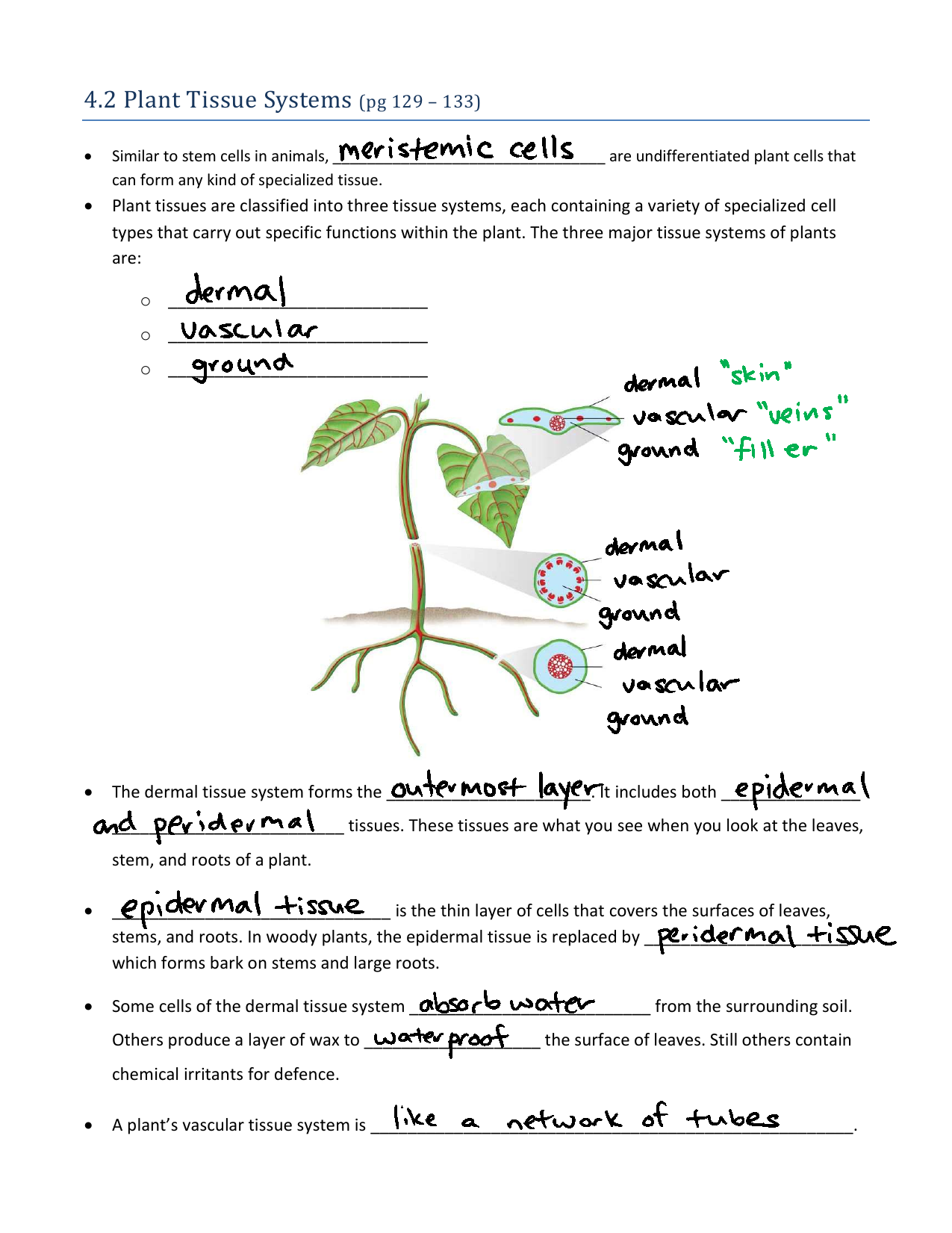  - Plant Tissues Systems handout