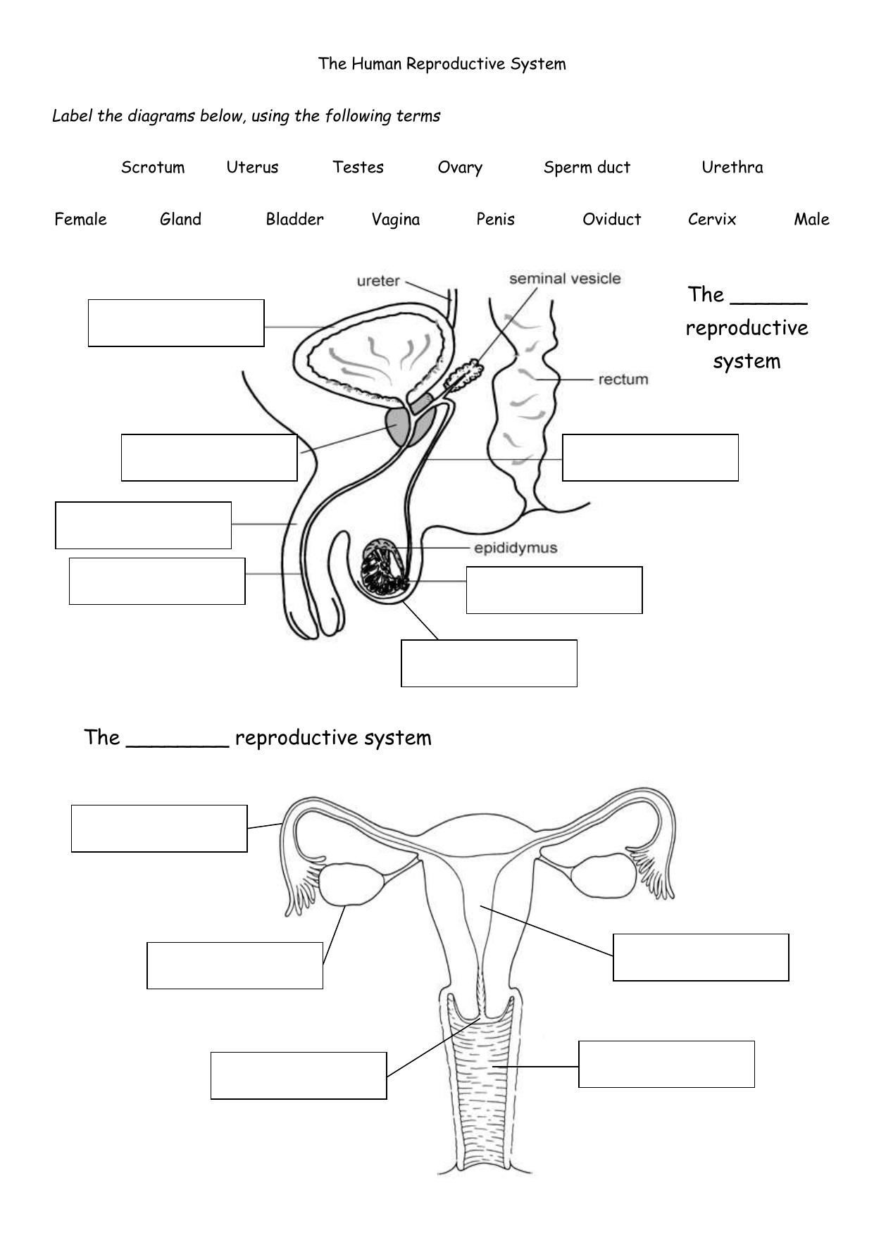 Human Reproductive System Worksheets