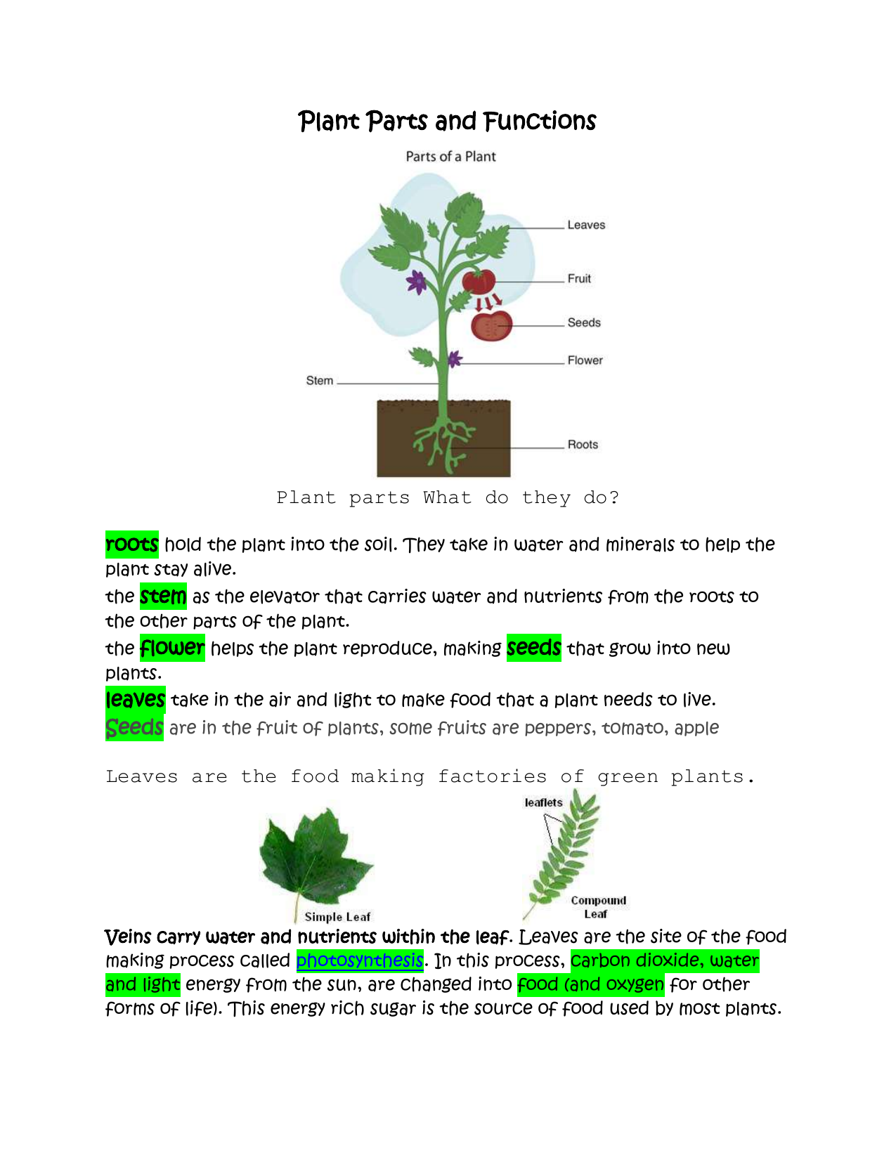 Plant Parts And Function Worksheets Free