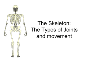 Joints & basic movement
