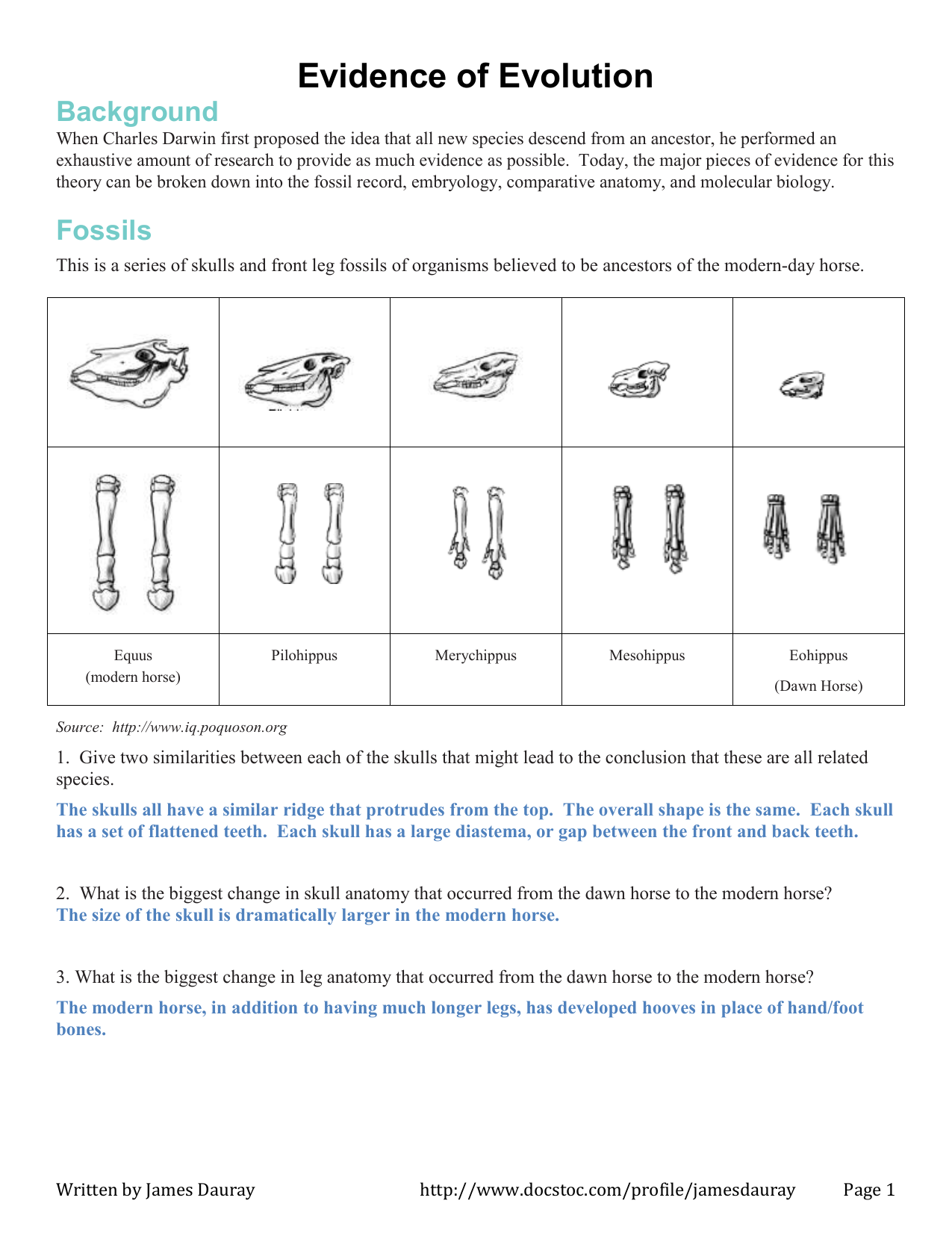 Evidence-of-Evolution-Answer-Key (25) With Regard To Evidence Of Evolution Worksheet
