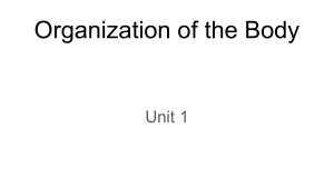 Notes  Organization of the Body