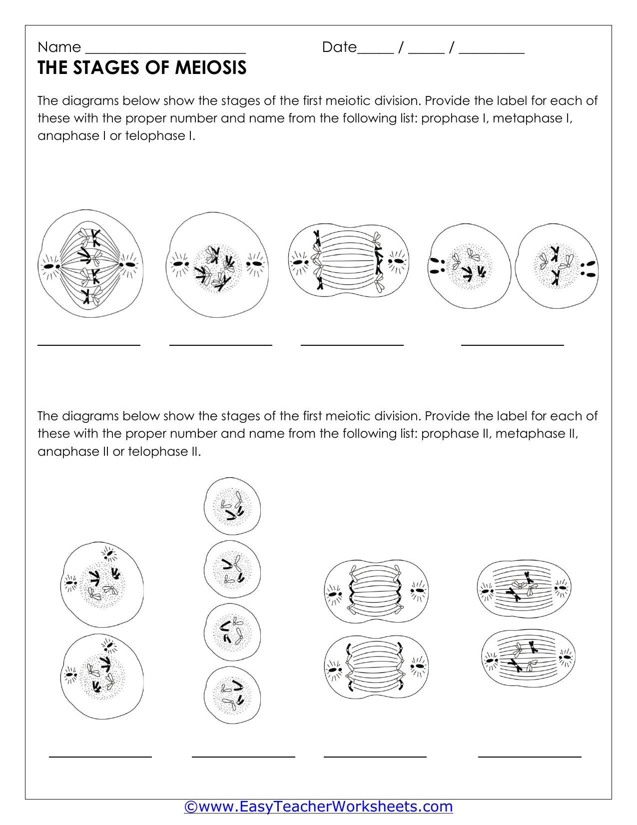 Meiosis Worksheet Vocabulary Answers