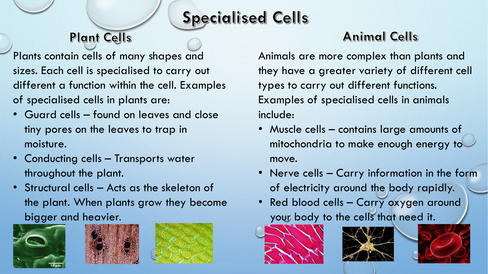 Specialized Cells Comparison - Plants vs Animals