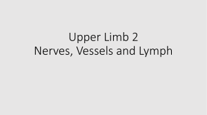 7. Upper Limb 2, Nerves, Vessels, Lymph