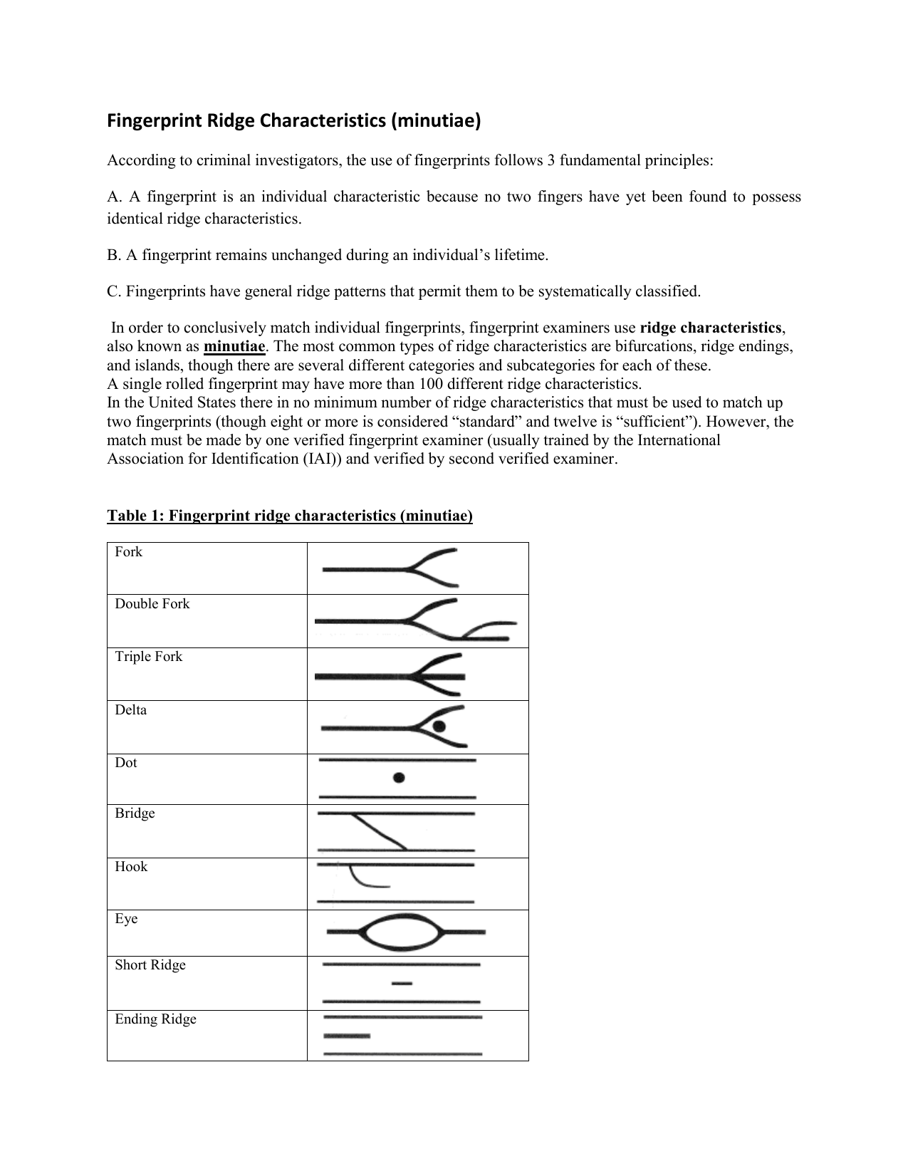 fingerprint ridge characteristics worksheet