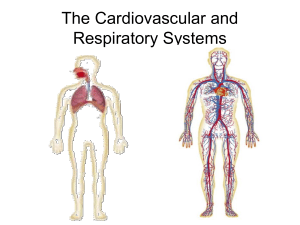Cardiovascular and Respiratory System