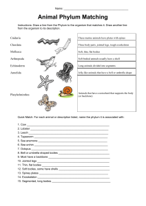 Animal kingdon and phylum worksheet