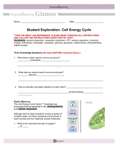 Student Exploration - Cell Energy Cycle (1)