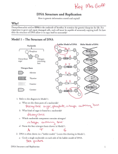 DNA structure and replication AS