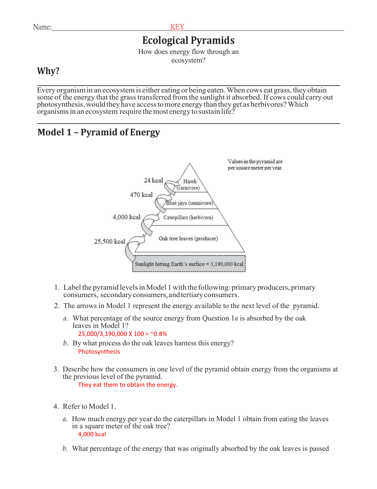 Ecological Relationships Pogil Answers 26 Ecological Pyramids s Rennel Food Web Ecology