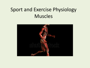 Muscles in exercise physiology 