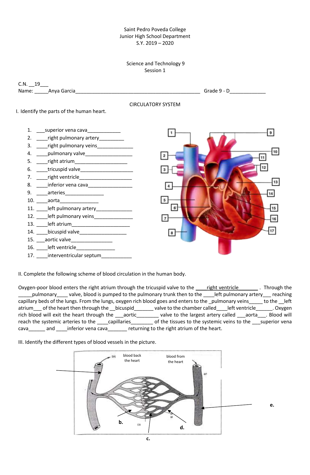 Ileanna Sofia Garcia - circulatory system worksheet Pertaining To Circulatory System Worksheet Pdf