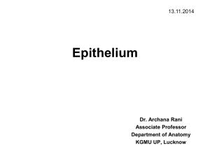 A-Epithelial tissue1-16-12-14