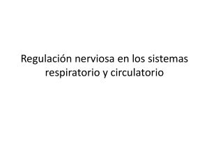 Regulación nerviosa en los sistemas respiratorio y circulatorio