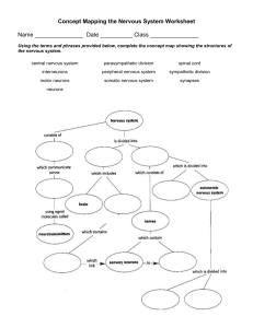 Concept Mapping the Nervous System Worksheet1