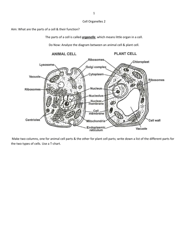 Cell Organelles 2