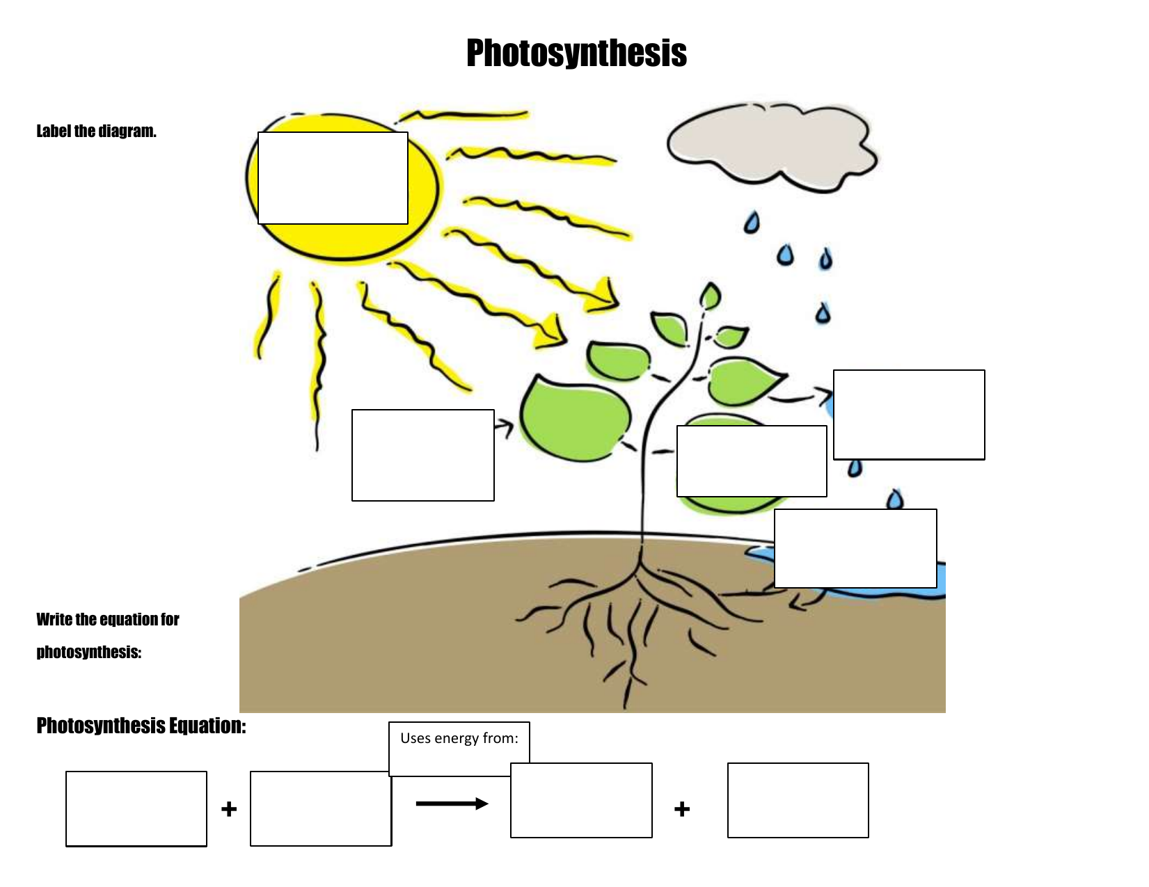 Photosynthesis Activity Sheet