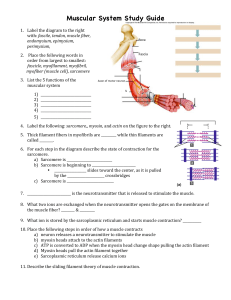 Muscular System Study Guide