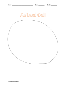 Build An Animal Cell