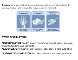 CH2L1 Skeletons and Muscles