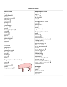 Fetal Pig Lab Checklist