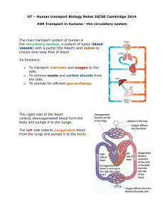 07 Human Transport Biology Notes IGCSE 2014