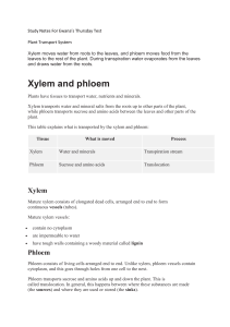 Study Notes For Xylem and Phloem