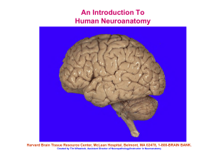 Harvard neuroanatomy
