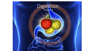 Y8 Lesson 11 Digestion